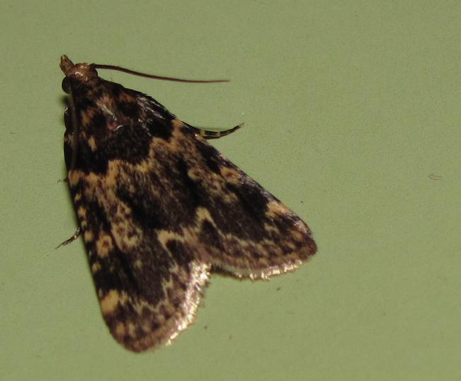 Falena da ID - Aglossa caprealis